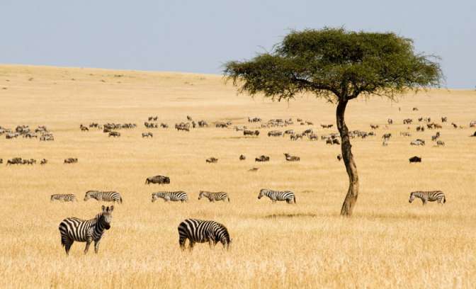Wilde zebra's op de steppe