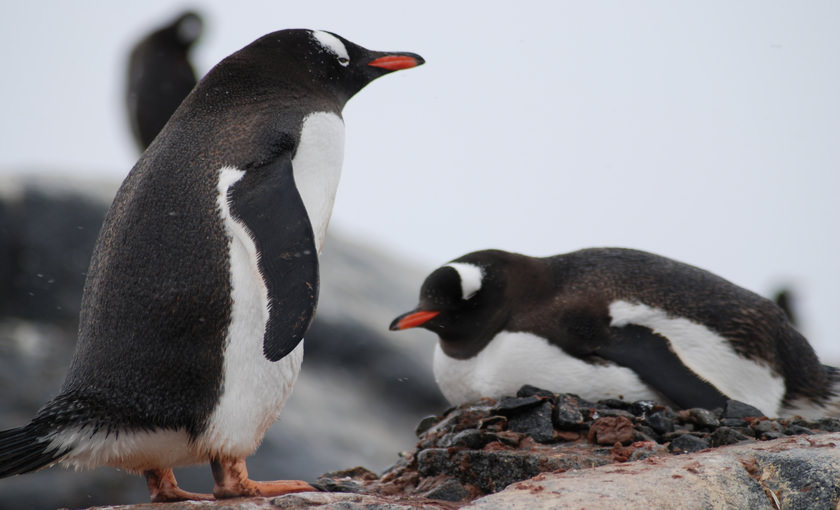 Pinguïns liggen op de rotsen