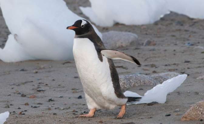 Pinguin in Antarctica