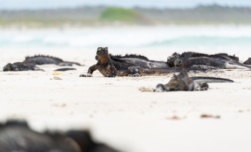 Leguaan Galapagos