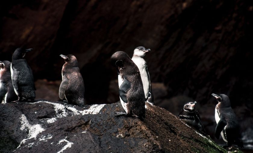 Pinguins op Galapagos