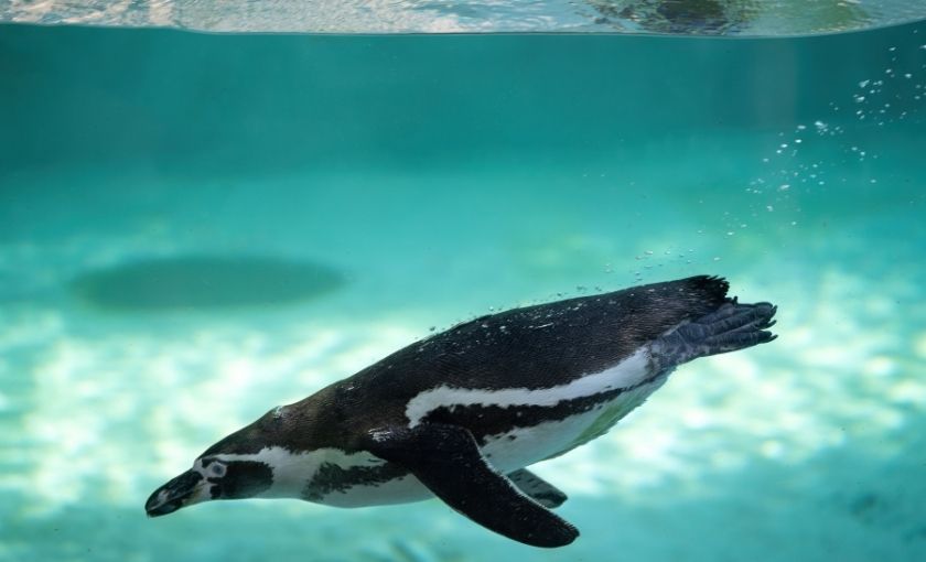 Pinguïn onderwater Galapagos