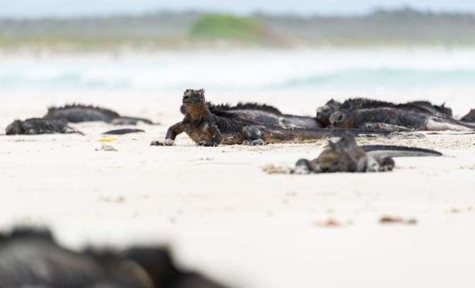 Leguaan Galapagos